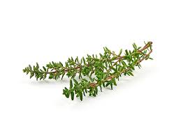 Image result for Thymian
