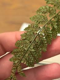 Attēlu rezultāti vaicājumam “Dryopteris dilatata”