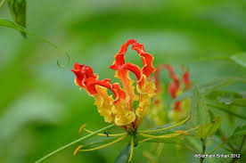 Attēlu rezultāti vaicājumam “Colchicaceae”