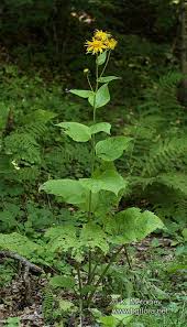 Image result for Telekia speciosa