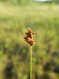 Attēlu rezultāti vaicājumam “Carex dioica male flower”