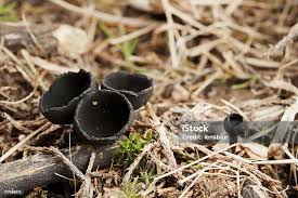 Attēlu rezultāti vaicājumam “Urnula craterium”