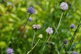 Image result for Succisella inflexa