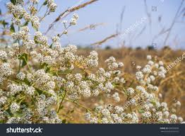 Attēlu rezultāti vaicājumam “Lepidium latifolium”