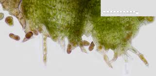 Attēlu rezultāti vaicājumam “Lophozia longidens”