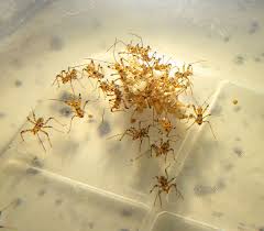 Attēlu rezultāti vaicājumam “Rhynocoris annulatus nymph”