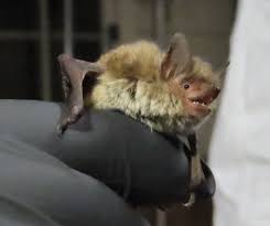 Attēlu rezultāti vaicājumam “Myotis sp.”