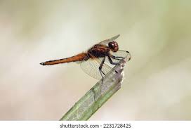 Attēlu rezultāti vaicājumam “Libellula fulva male”