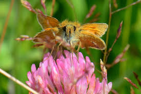 Attēlu rezultāti vaicājumam “Thymelicus sylvestris male”