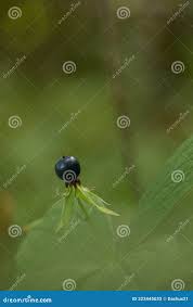 Attēlu rezultāti vaicājumam “Paris quadrifolia fruit”