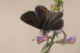 Attēlu rezultāti vaicājumam “Aricia artaxerxes  female”