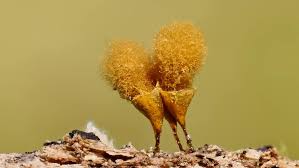 Attēlu rezultāti vaicājumam “Hemitrichia sp.”