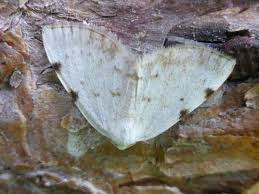 Attēlu rezultāti vaicājumam “Lomographa bimaculata”