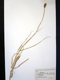 Attēlu rezultāti vaicājumam “Carex vulpina”