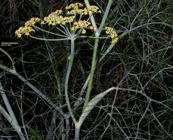 Attēlu rezultāti vaicājumam “Anethum graveolens flower”