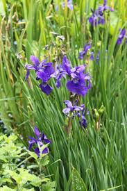Attēlu rezultāti vaicājumam “Iris sibirica”