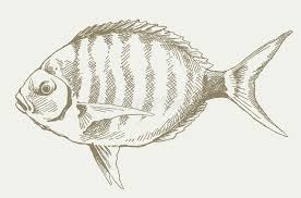 Image result for Diplodus sargus