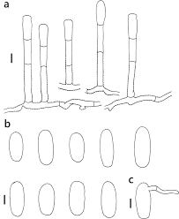 Attēlu rezultāti vaicājumam “Erysiphe galeopsidis”