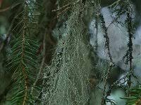 Attēlu rezultāti vaicājumam “Bryoria capillaris”