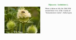 Image result for Dipsacus laciniatus