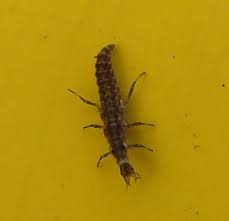 Attēlu rezultāti vaicājumam “Strangalia attenuata”