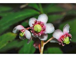 Attēlu rezultāti vaicājumam “Chimaphila umbellata”