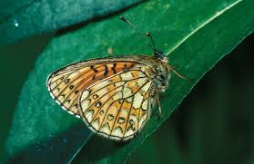 Attēlu rezultāti vaicājumam “Boloria eunomia underside”