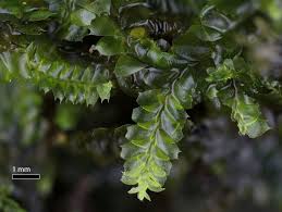 Attēlu rezultāti vaicājumam “Lophocolea minor”