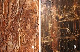 Attēlu rezultāti vaicājumam “Tomicus minor”