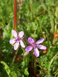 Attēlu rezultāti vaicājumam “Erodium cicutarium”