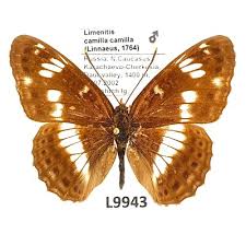 Attēlu rezultāti vaicājumam “Limenitis camilla”