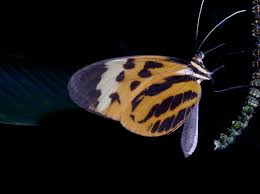 Attēlu rezultāti vaicājumam “Nymphalidae”