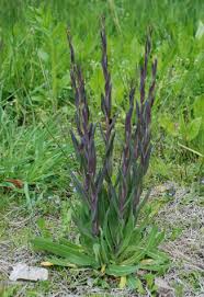 Attēlu rezultāti vaicājumam “Arabis glabra”