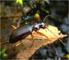 Attēlu rezultāti vaicājumam “Leistus terminatus”