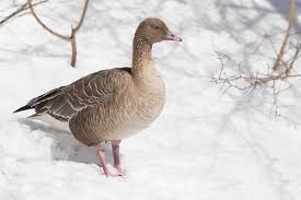 Attēlu rezultāti vaicājumam “Anser brachyrhynchus”