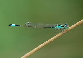 Attēlu rezultāti vaicājumam “Ischnura elegans”