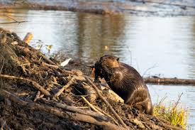 Image result for Beaver Sc