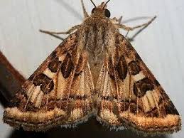 Attēlu rezultāti vaicājumam “Protoschinia scutosa”