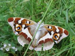 Attēlu rezultāti vaicājumam “Satyrium w-album underside”