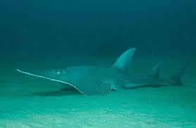 Image result for Rhynchobatus australiae