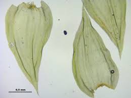 Attēlu rezultāti vaicājumam “Leucodon sciuroides”