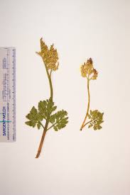 Attēlu rezultāti vaicājumam “Botrychium multifidum”