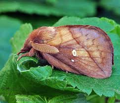 Attēlu rezultāti vaicājumam “Euthrix potatoria imago”