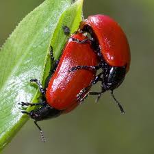 Attēlu rezultāti vaicājumam “Chrysomela populi”
