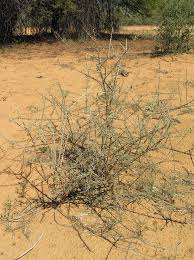 Attēlu rezultāti vaicājumam “Lycogala roseosporum sessile”