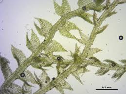 Attēlu rezultāti vaicājumam “Cephalozia bicuspidata sporophyte”