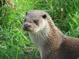 Image result for Eltham Otters