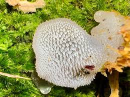 Attēlu rezultāti vaicājumam “Pseudohydnum gelatinosum”