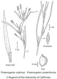 Attēlu rezultāti vaicājumam “Potamogeton praelongus leaf”