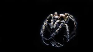 Attēlu rezultāti vaicājumam “Salticus sp.”